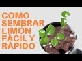 Cómo Sembrar Semillas De Limón/ germinar limón/ manos de tierra