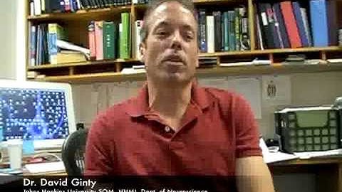 Cues for Synapse Formation