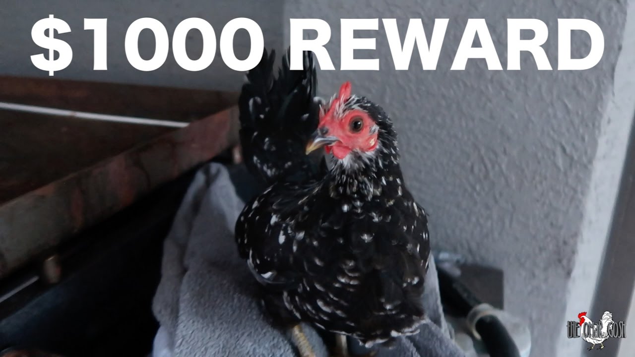I LOST MY PET CHICKEN!!!!! YouTube