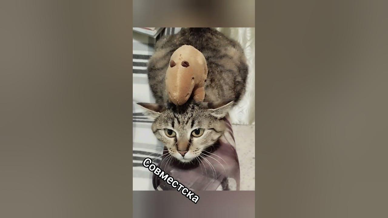 коты 😺