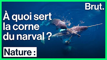 Qu'est-ce que la corne du narval ?