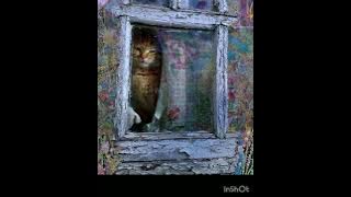 Lady Rain (Lyrics) - Indecent Obsession