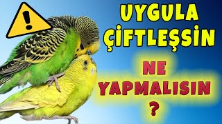 Muhabbet Kuşu Çiftleşmesi Için Ne Yapmalıyım ? Muhabbet Kuşu Nasıl Çiftleşir ?