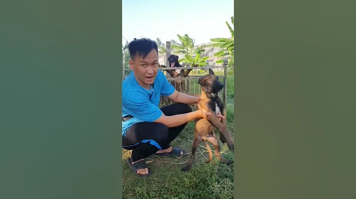 Chó Becgie bỉ Malinois đẹp giá rẻ