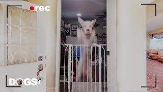 Great Dane Dog Caught on Hidden Camera Escaping for a Heartbreaking Reason 🐶❤️| DOGS+ by DOGS+ by Rocky Kanaka 2,481 views 2 years ago 3 minutes, 15 seconds