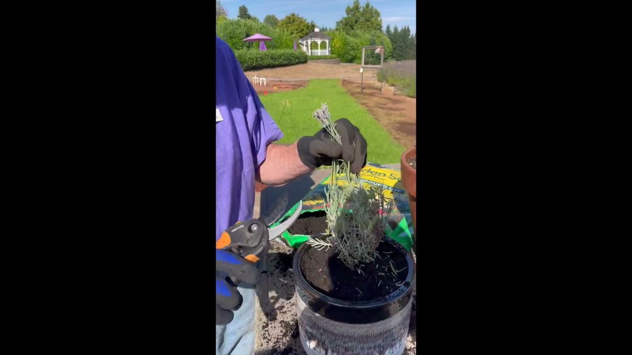 Can You Grow Lavender in Pots?