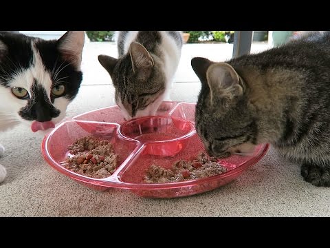 Trader Joes Ocean Fish, Salmon, And Rice Dinner Cat Food Product Review