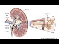 SISTEMA URINARIO-REPRODUCTOR