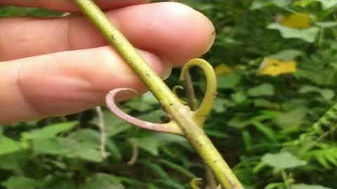 Câu Đằng, vị thuốc quý chữa ĐỘNG KINH, HUYẾT ÁP CAO.