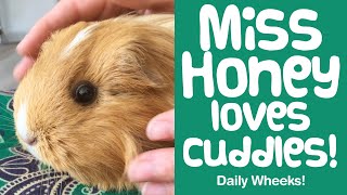 Guinea Pig Cuddles with Miss Honey | Short Video Clips - Guinea Piggles