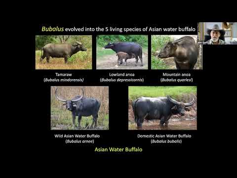 Rekindling the Relationship: Evolution of Bison with Wes Olson.