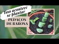 BABOSA - Aloe vera - Funciona plantar pedaços das folhas?