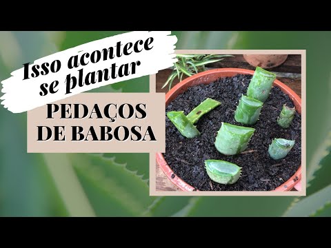 Vídeo: Cultivando Aloe a partir de Sementes: Aprenda a Coletar Sementes de Aloe para Plantar