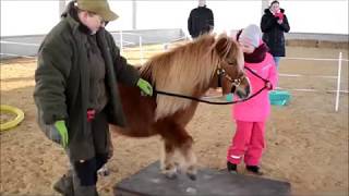 Kinder Ans Pony - Familie Kroh - Pferdesporthaus Loesdau Lehrt