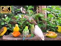 No ads cat tv for cats to watch  beautiful birds and squirrels  24 hours 4kr 60fps