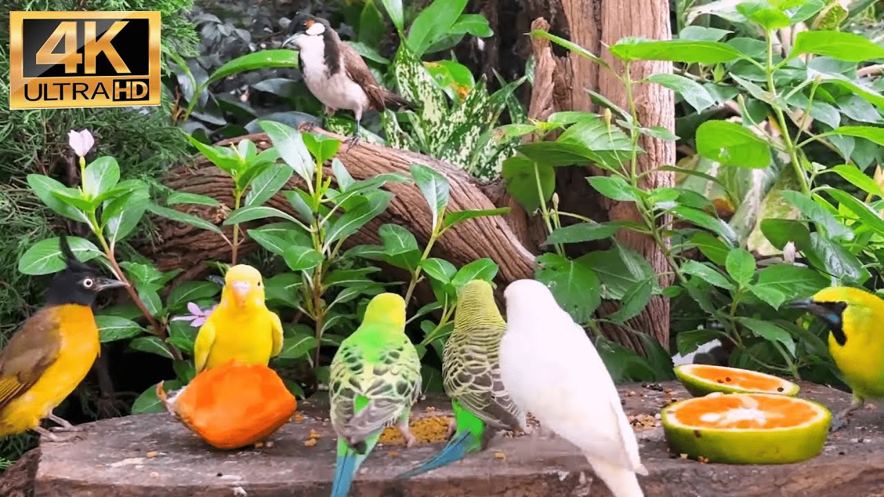 [NO ADS] Cat TV for Cats to Watch 😺 Beautiful Birds and Squirrels 🐿 24 Hours 4K HDR 60FPS