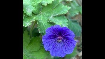 سورة الذاريات بصوت الشيخ #محمد_خليل_القارئ رحمه الله