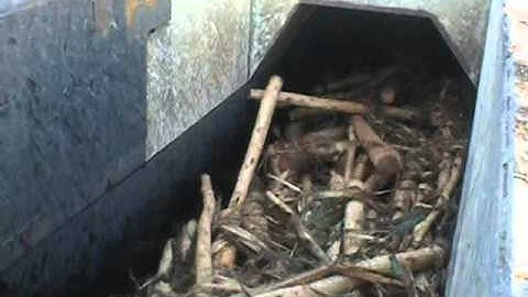 Fuji King Debarker Processing Eucalyptus