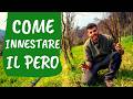 INNESTARE IL PERO: come e quando. Tutti i consigli per un innesto perfetto.