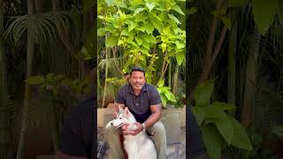 Know more about Husky Shedding #clekarsiberians #husky #sheddog #dog #dogcare #doglove #chennai #pet