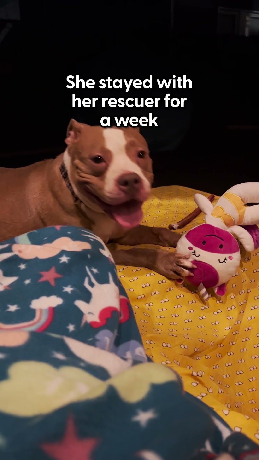 Woman Finds A Pittie Tied Up In The Middle Of The Night | The Dodo