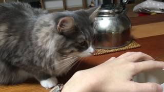 好奇心旺盛な猫 ノルウェージャンフォレストキャット Full of curiosity. Norwegian Forest Ca