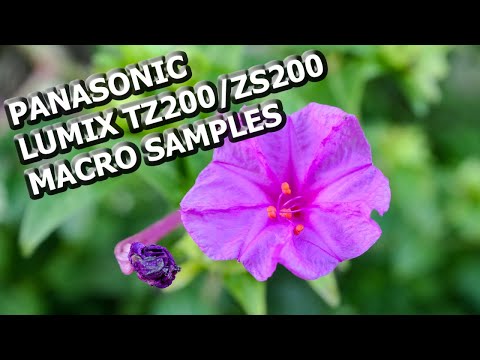 Panasonic Lumix TZ200 Macro Photo Samples 4K