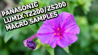 Panasonic Lumix TZ200 Macro Photo Samples 4K