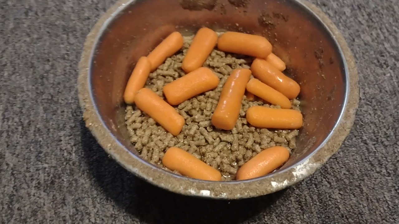 Micro Mini Pig Eating Supper LOL