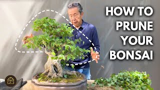 Cutting My Bonsai to Prepare for a Photoshoot! by Bonsai Heirloom 8,081 views 8 days ago 17 minutes