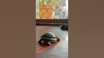 Indian Flapshell Turtle 🐢 #turtle #shorts