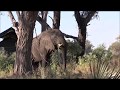 Botswana - Delta de l&#39;Okavango - Moremi - mai 2018