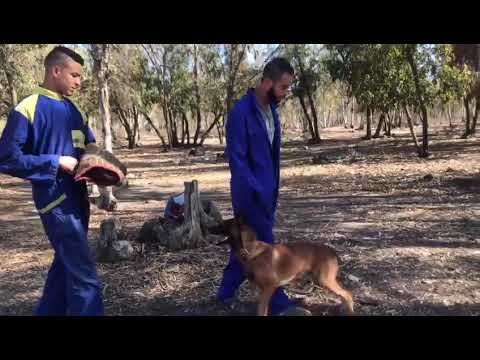 أقوى تدريب كلب مالينوا في المغرب 