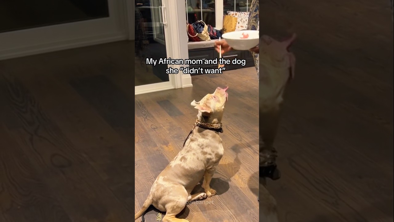 Mom said NO DOG in our home 🤡#dog #doglover #reaction #mom #momlife #cute