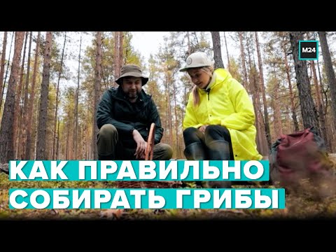 Как правильно собирать грибы | Cоветы от грибного гида - Москва 24