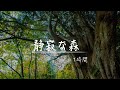 【立体音響・睡眠用BGM】静寂な森で眠る！「鳥のさえずりと川の音」作業 睡眠 読書 瞑想 ヨガ 勉強用BGM