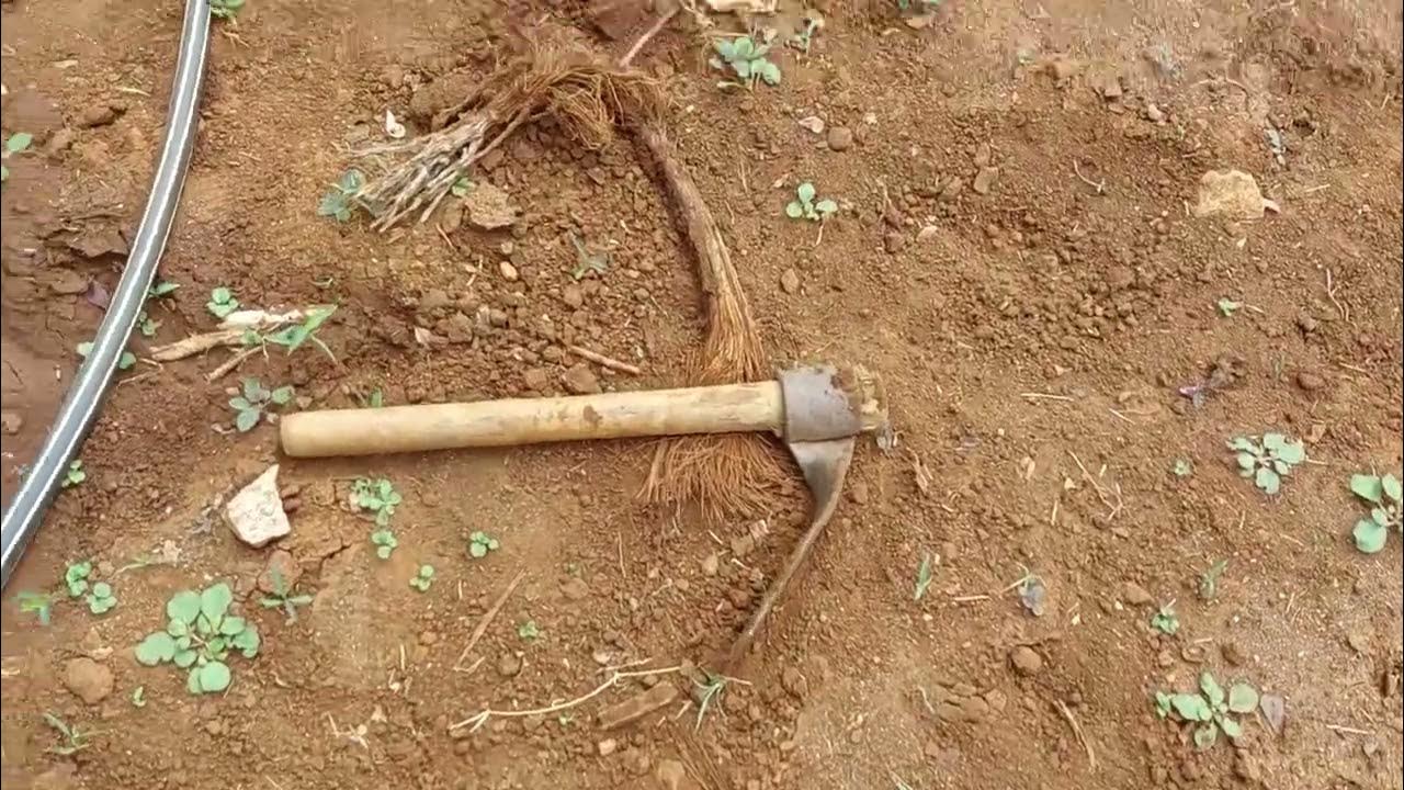 Growing Monsoon Vegetables In Small Scale June 3rd 5th 2023 YouTube growing-monsoon-vegetables-in-small-scale-june-3rd-5th-2023-youtube