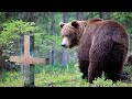 Bear came to the man’s grave and roared loudly. When people found out why, they were stunned…