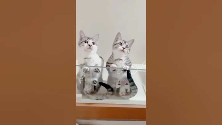 Video 5809301: catlover funnycat kucing, kucing funnycats cute, cat cute funny