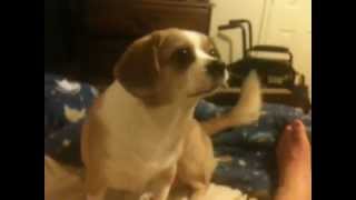 Scrappy Speek Not Sneeze