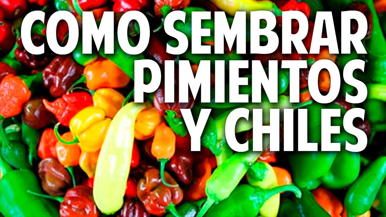 Como germinar semillas de chile, pimiento, morron - paso a paso @cosasdeljardin