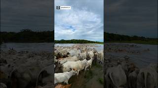 Si el caño está ondo no queda de otra, a #nadar 🤠 #campo #vacas #ganaderia #agro #caballos