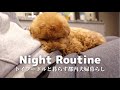【 ナイトルーティン 】1歳半のトイプードルと過ごす平日の夜【 Nightroutine 】