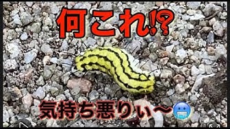 毛虫 Youtube