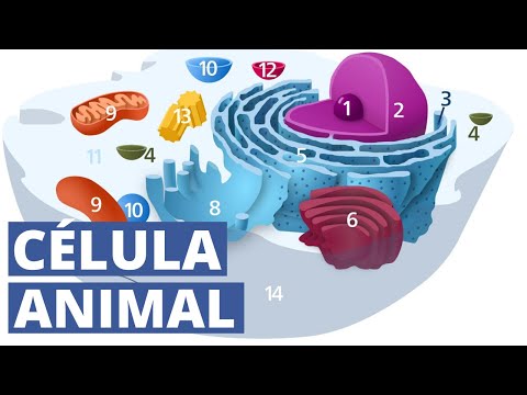 Video: Ni nini hufanyika ikiwa nucleolus ina kasoro?