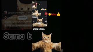 sama#cat#Like cat#edit#vilter