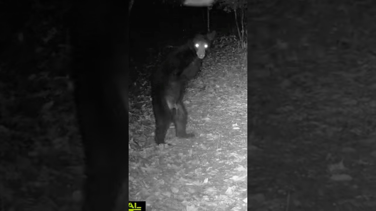 The two-legged bear!