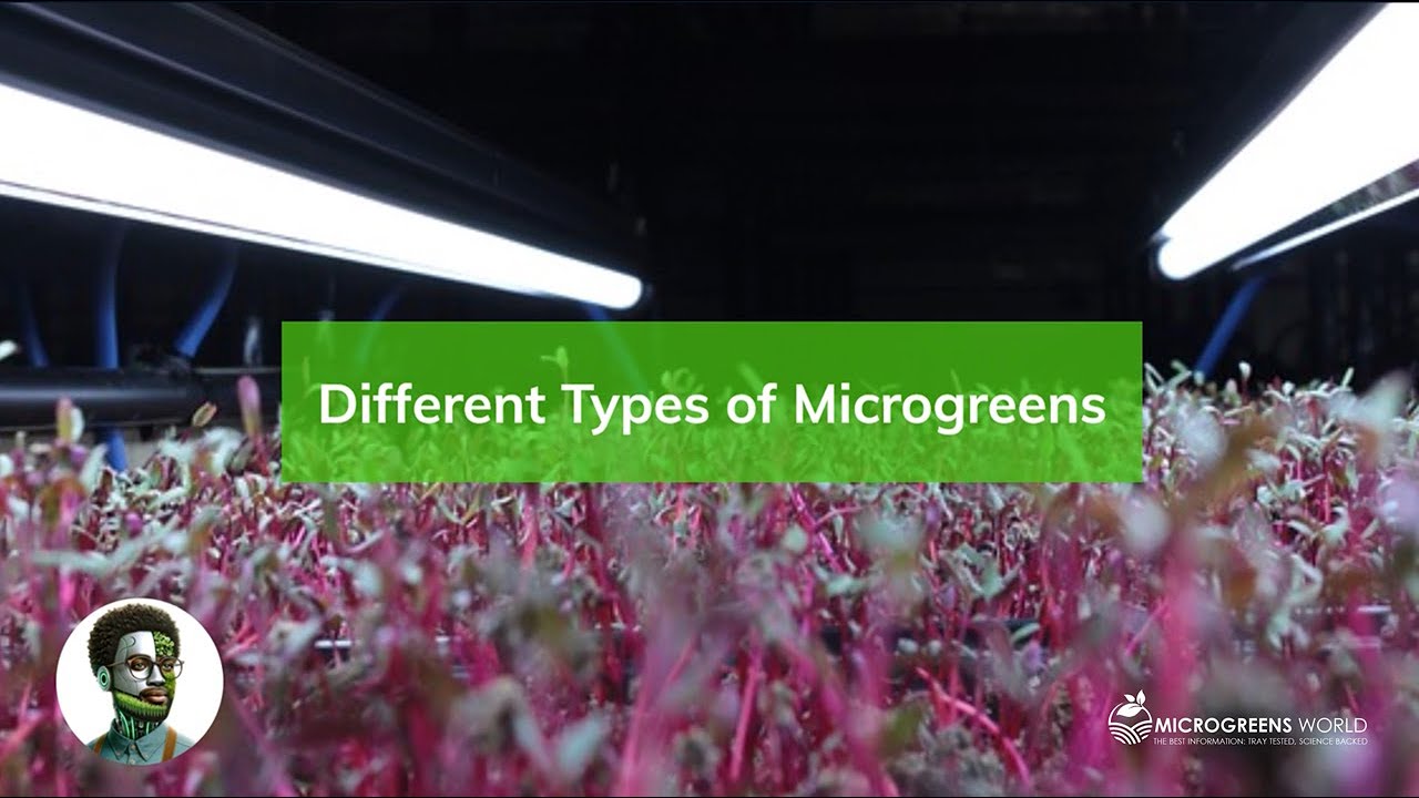Microgreens Galore: The 1,500+ List of Edible Types of Microgreens You Can Grow