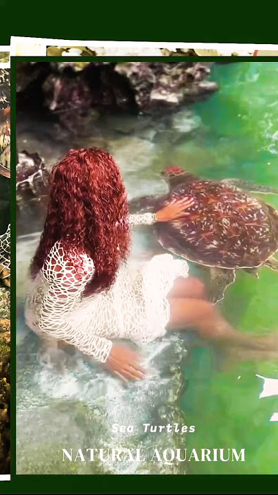 Sea Turtles🏊🏾‍♀️#zanzibar #travel #subscribe #trending #viral #fyp  #trendingshorts #viralshorts