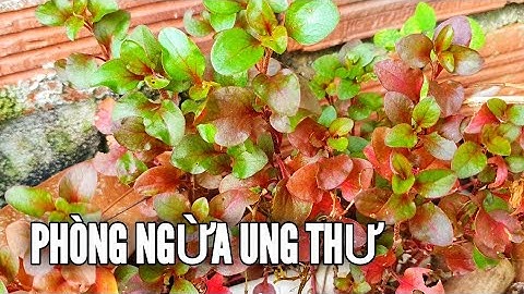 RAU CẢI XOONG NHẬT Hỗ Trợ Phòng Ngừa Ung Thư & Tim Mạch